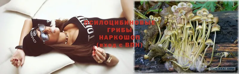 Псилоцибиновые грибы MAGIC MUSHROOMS  купить наркотики сайты  Кирсанов 